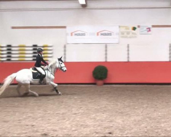 Fattrice Calla 23 (Cavallo a sangue caldo austriaco, 1997, di Cesari)