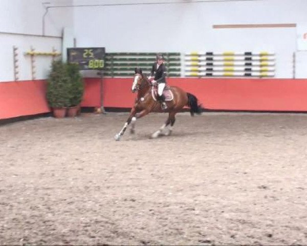 jumper Acriba (Bavarian, 2005, from Carlando I) jumper Acriba (Bavarian, 2005, from Carlando I)