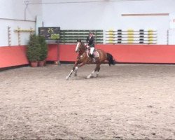 jumper Acriba (Bavarian, 2005, from Carlando I)