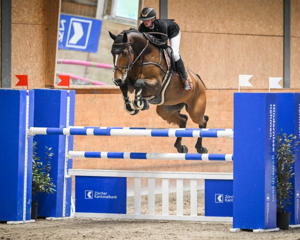 Springpferd Jumbo U (KWPN (Niederländisches Warmblut), 2014, von Power Blue)
