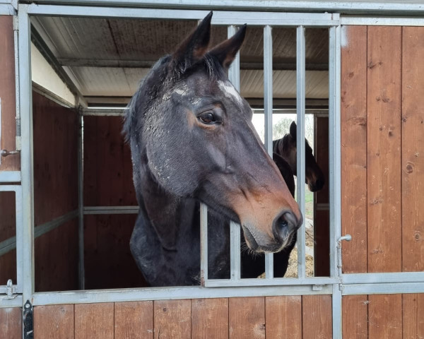 broodmare Cimke van de Zandhoeve (Belgium Sporthorse, 2008, from Taran de La Pomme)