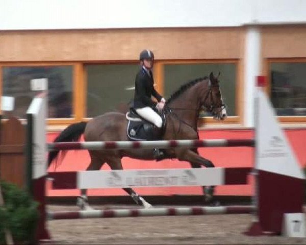 Springpferd Lafayette 112 (Hannoveraner, 1996, von Lafontaine)