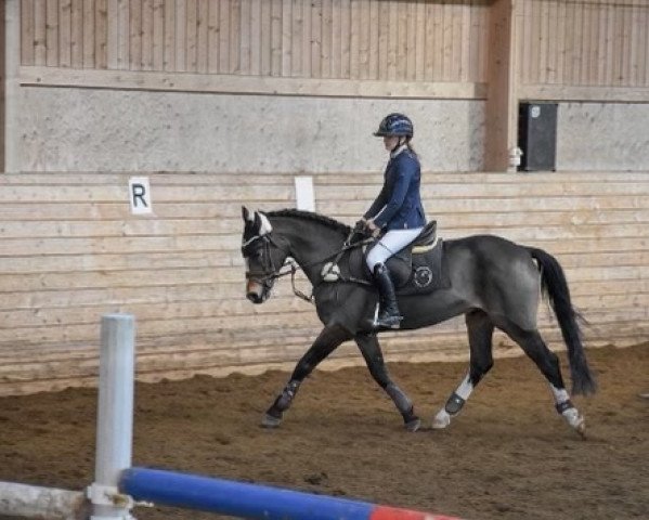 horse Lillen (German Riding Pony, 2005, from Little Angel)