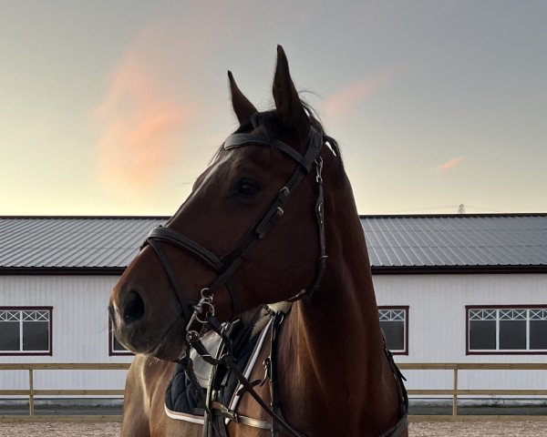 horse Wyoming Z (Zangersheide riding horse, 2011, from Clooney)