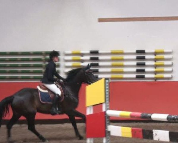 jumper Jolanda 29 (Oldenburg, 2002, from Forrester)