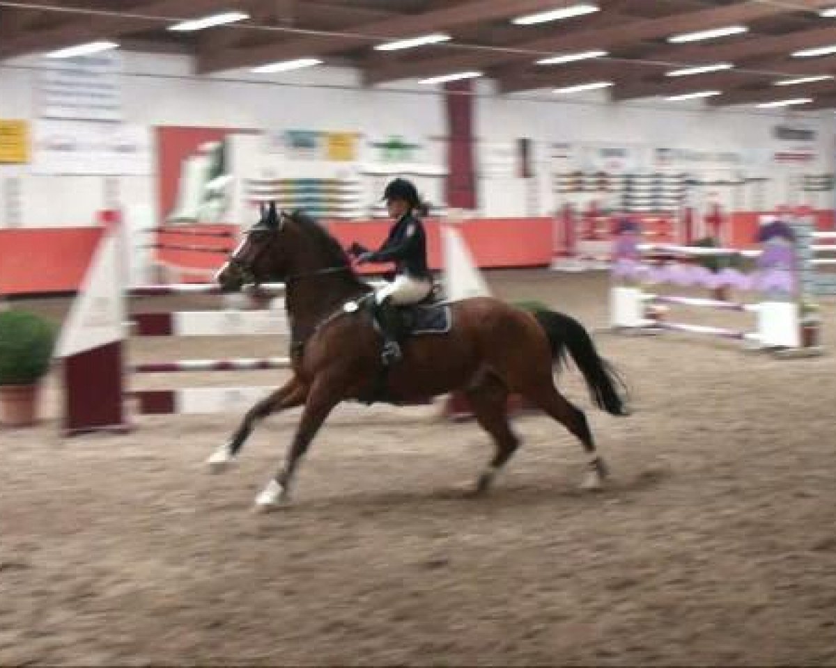 Springpferd Nobler Felix (Oldenburger, 1991, von Noble Roi xx)