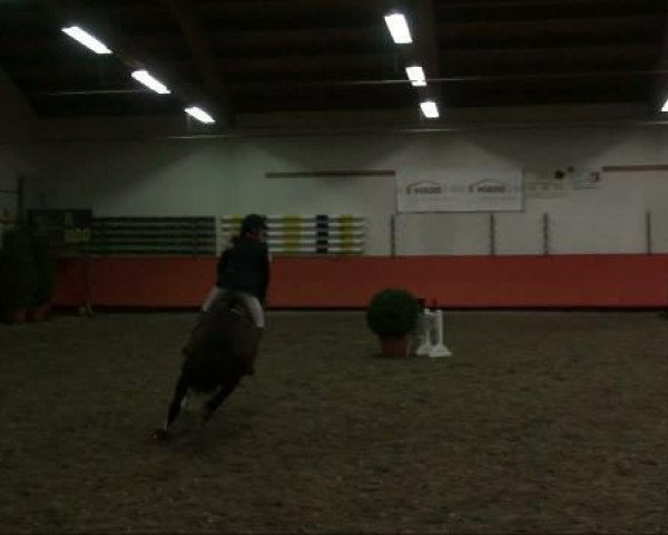 jumper Namorine (KWPN (Royal Dutch Sporthorse), 1995, from Corleone)
