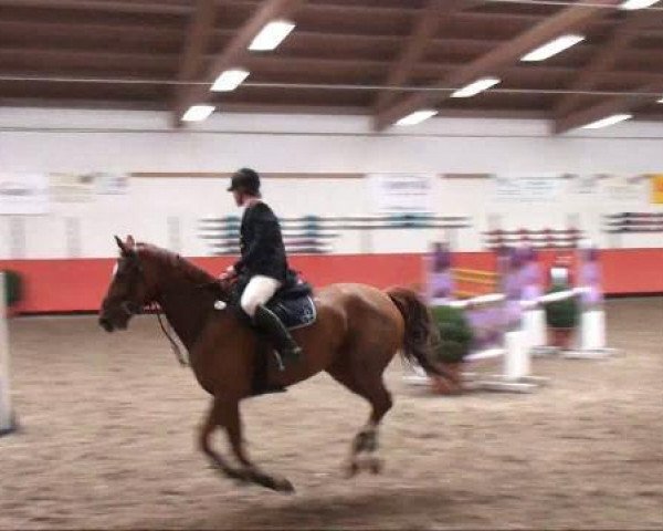 broodmare Cortina d'Ampezzo 3 (Brandenburg, 2002, from Couleur Rubin)