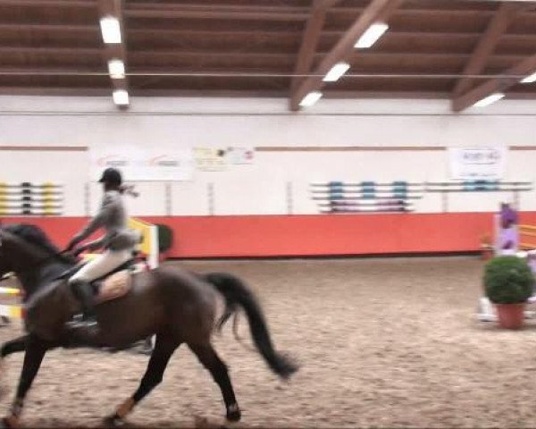 broodmare Gitana 173 (Bavarian, 1996, from Lauritz J)
