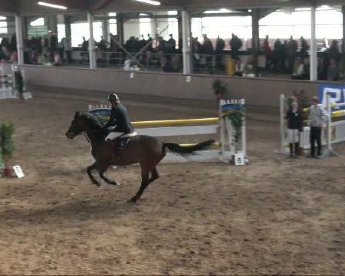 broodmare Berta R (Westphalian, 2002, from Burggraaf)