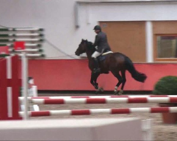 jumper La Calypso (Bavarian, 2001, from Lanciano) jumper La Calypso (Bavarian, 2001, from Lanciano)