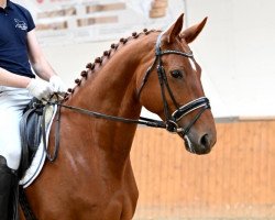 Zuchtstute Donaudonna (Trakehner, 2015, von Icare d'Olympe AA)
