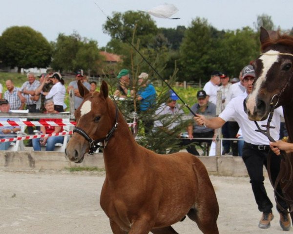 horse Henri (Freiberger, 2022, from Halipot CH)