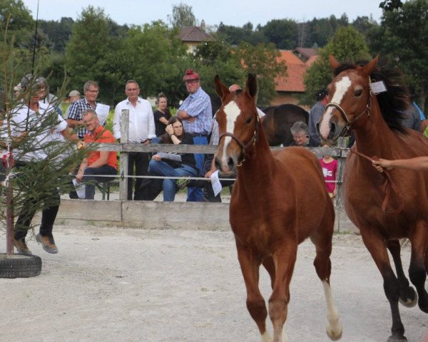 horse Harry (Freiberger, 2022, from Halipot CH)