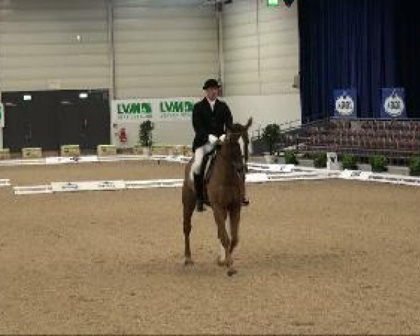 dressage horse Fagur 6 (Westphalian, 2002, from Fleurop)