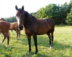 jumper Afp's Quick Vainqueur (German Sport Horse, 2003, from Quick de Baussy)