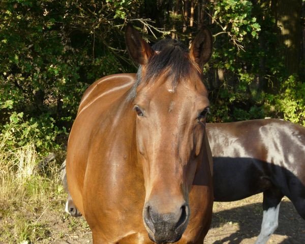 broodmare Preciosa (Oldenburg, 1998, from Lancetto 93 FIN)