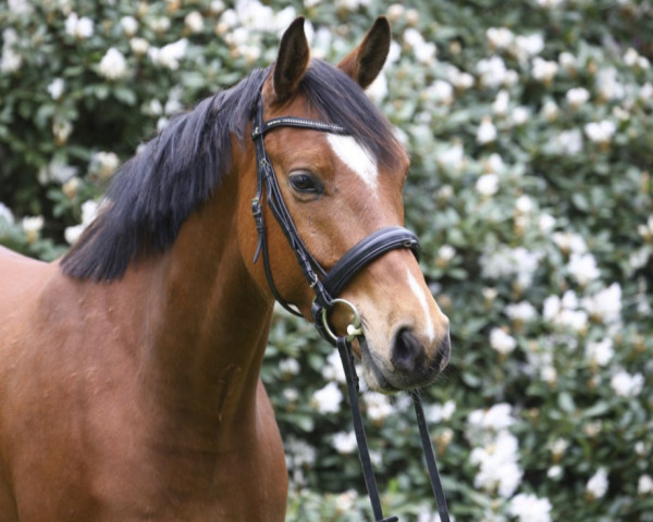 horse Vaiano Blue GW (Westphalian, 2018, from Vivant)