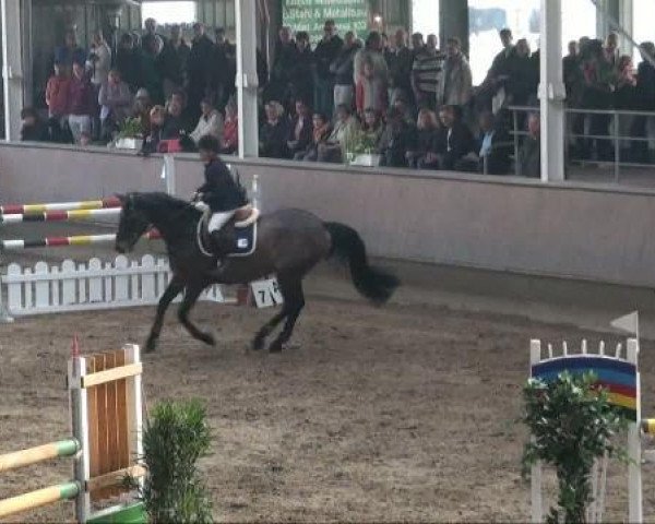 broodmare Chicoree (Holsteiner, 1996, from Cambridge)