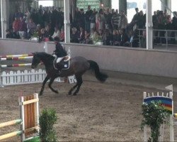 broodmare Chicoree (Holsteiner, 1996, from Cambridge)