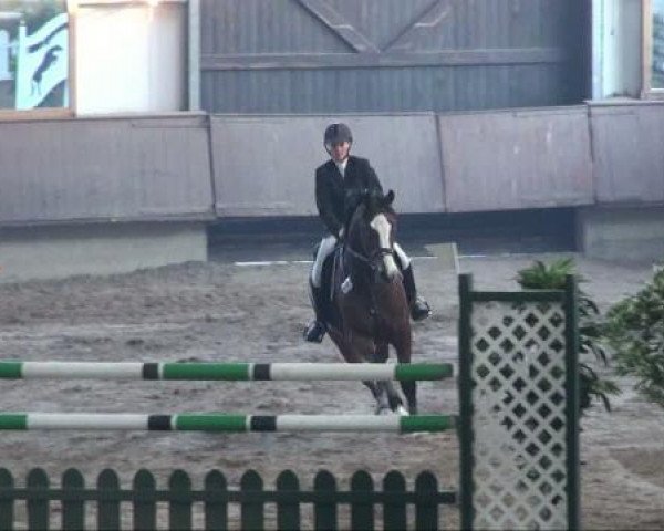 jumper Lukas Statement (Westphalian, 2003, from Lissabon 29)