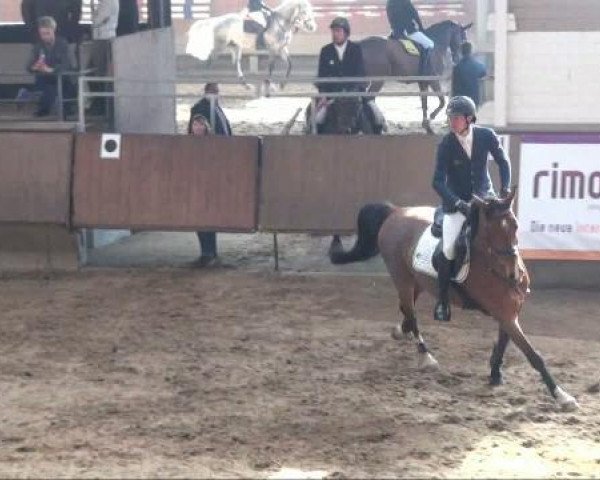 jumper Casual 5 (Holsteiner, 2005, from Casall Ask)