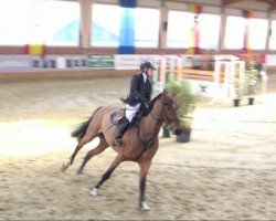 Springpferd Ben 359 (Oldenburger Springpferd, 2005, von Balou du Rouet)