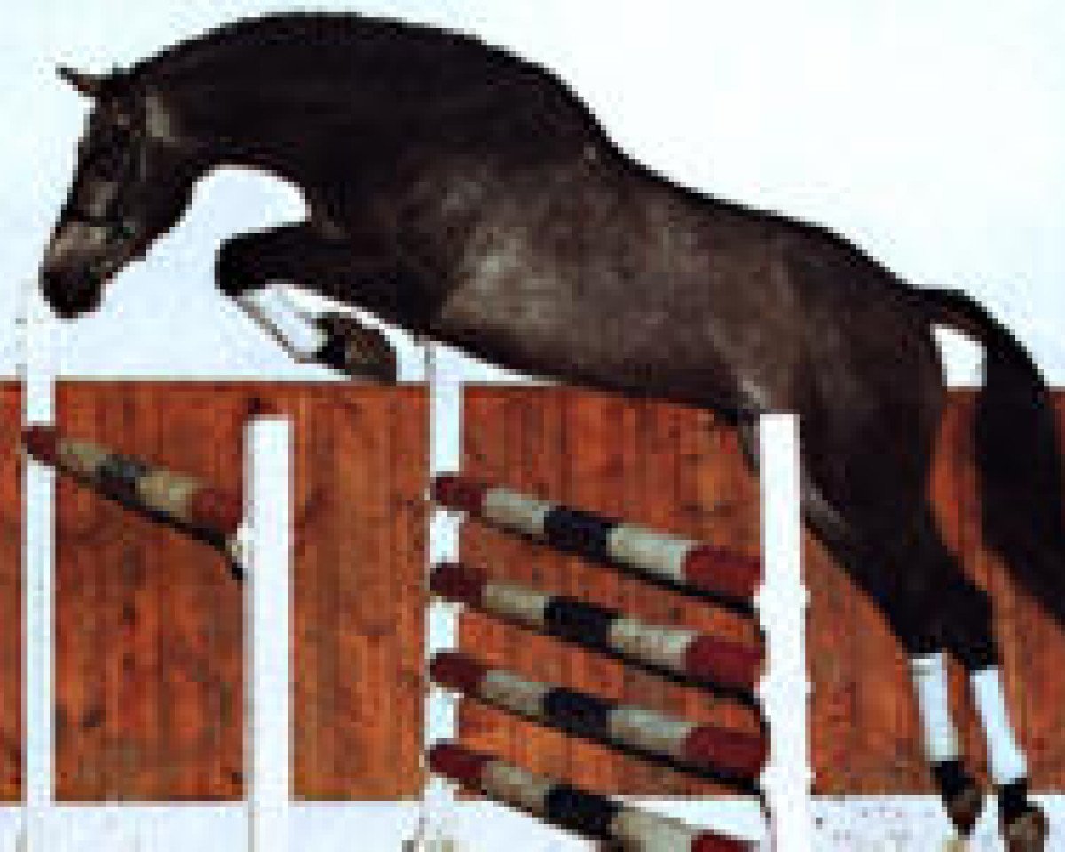 stallion Counter (Holsteiner, 1997, from Calido I)