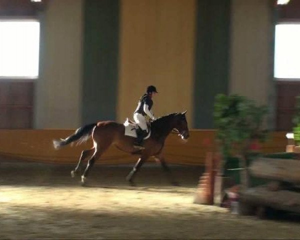 broodmare Wirbela Wunsch (Westphalian, 2006, from Wessex)