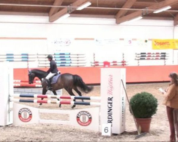 jumper Gordon (Bavarian, 2004, from Gambrinus)