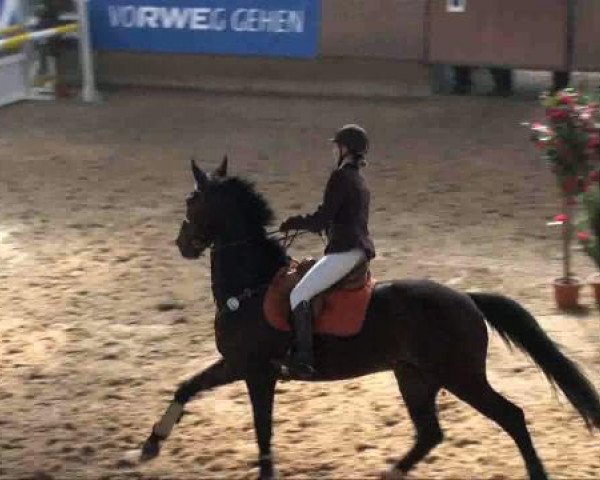 Springpferd Lord La-Gru (Westfale, 2002, von Lamoureux I)