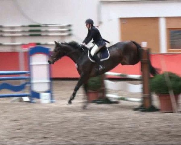 jumper Berriwillock Sunray (Polish Warmblood, 2002, from Eskudo)