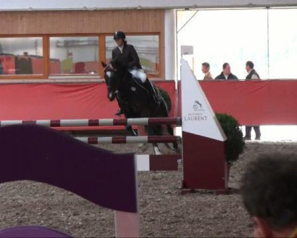 jumper Angel F (Württemberger, 2003, from Alvarez)