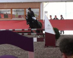 jumper Angel F (Württemberger, 2003, from Alvarez)