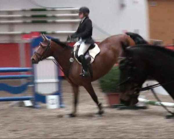 jumper Candy 657 (KWPN (Royal Dutch Sporthorse), 2003, from Faldo)