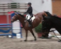 jumper Candy 657 (KWPN (Royal Dutch Sporthorse), 2003, from Faldo)