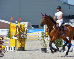 jumper Perce Neige CH (Swiss Warmblood, 2011, from Casse-cou du Moulin)