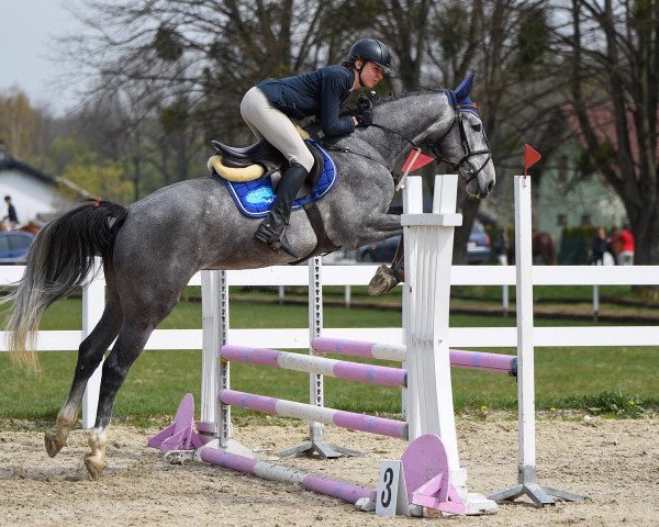 stallion Playboy Junior (Hanoverian, 2018, from Plot Blue)