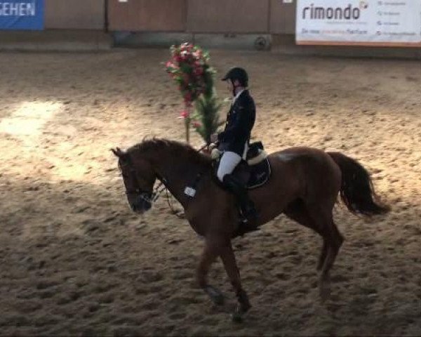 jumper Dublin 172 (Westphalian, 2000, from Diamo)