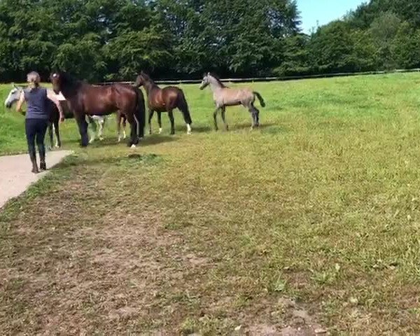 Video von Loriol I