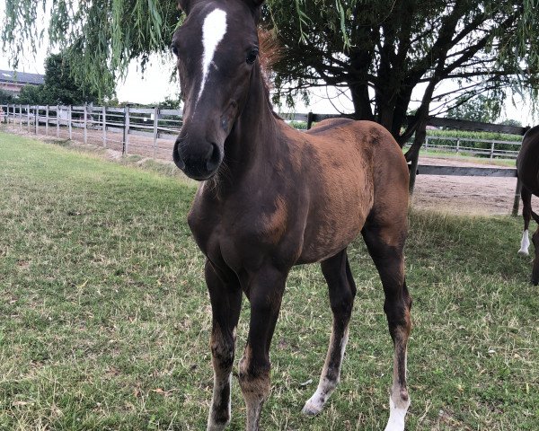 stallion I‘m special (Zweibrücken, 2022, from I'm Special de Muze)