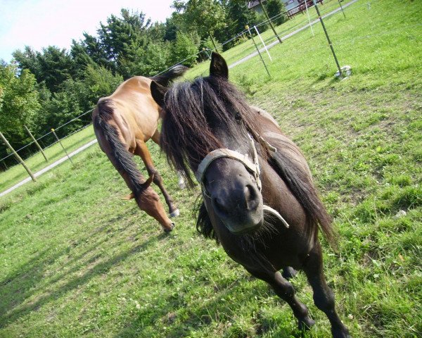 horse Sammy (Shetland Pony,  )