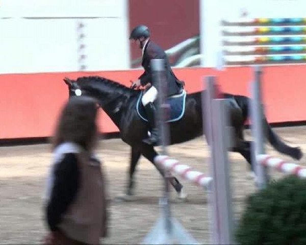 dressage horse Aurelio S (Bavarian, 2005, from Acasino B)