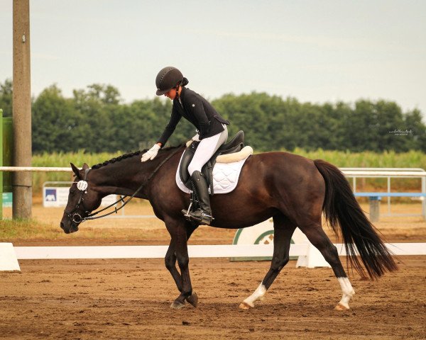 horse Proud Ginny (German Riding Pony, 2010, from Proud Rocketti)