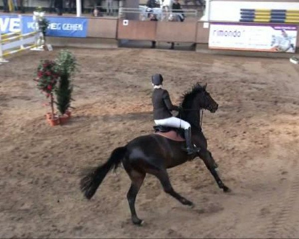jumper Cordego (Holsteiner, 1994, from Cor de la Bryère)