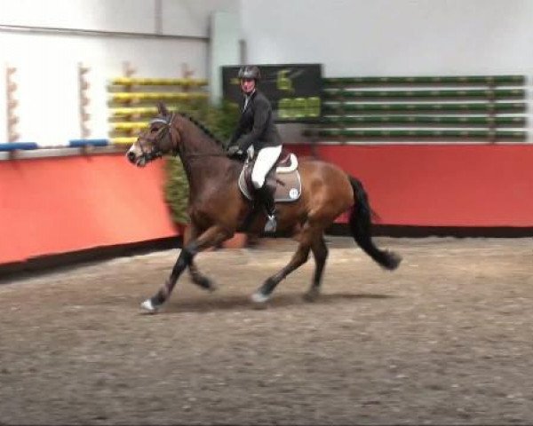Springpferd Lewis 19 (Holsteiner, 2003, von Lentigo)