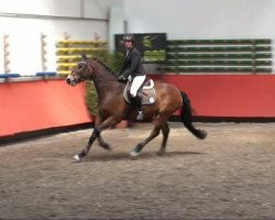 jumper Lewis 19 (Holsteiner, 2003, from Lentigo)