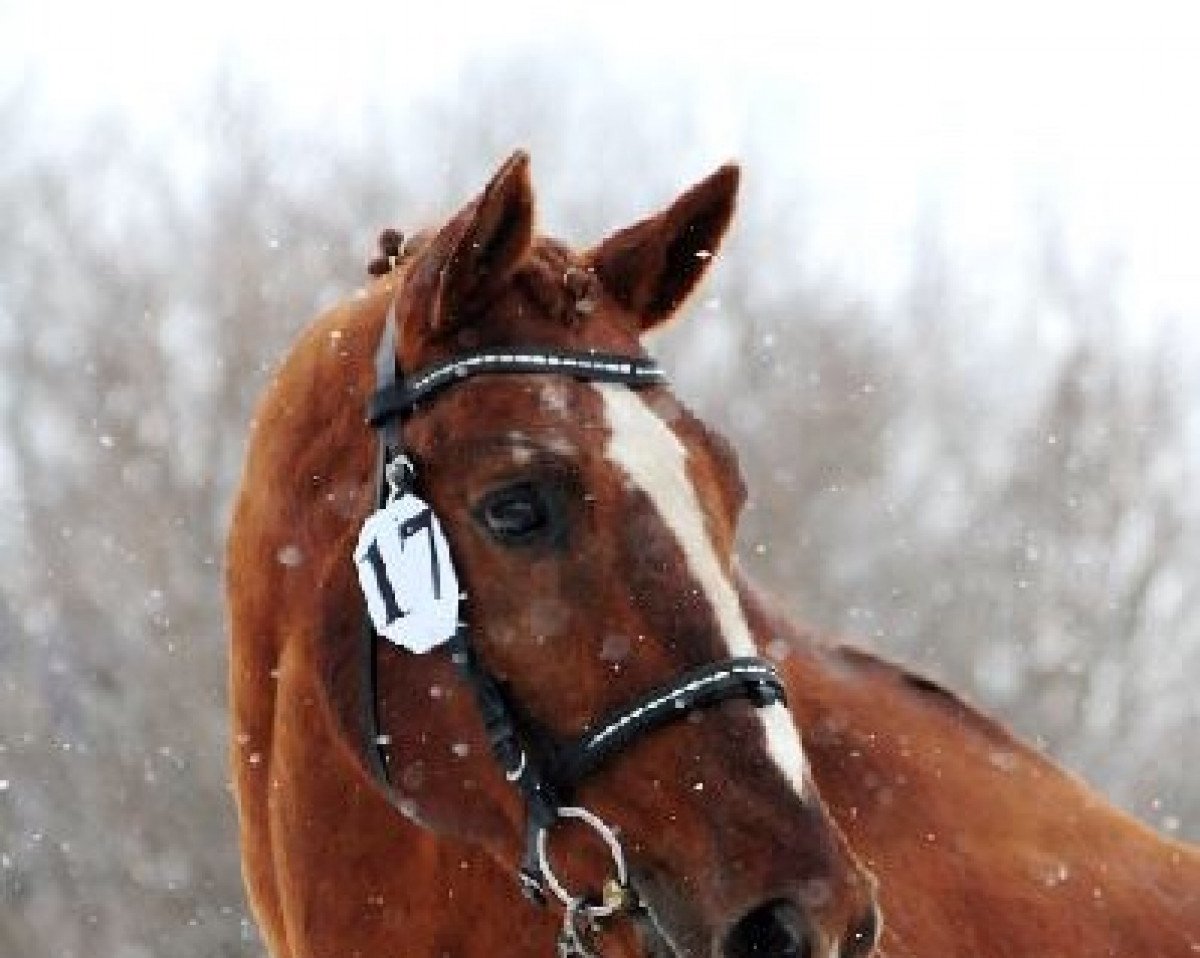 stallion Top Gun x (Anglo-Arabs, 1989, from Prince Ig'Or AA)