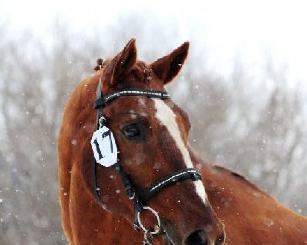 stallion Top Gun x (Anglo-Arabs, 1989, from Prince Ig'Or AA)