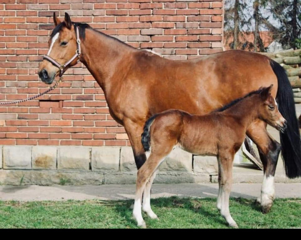 broodmare Coco de luxe B (German Riding Pony, 2011, from FS Champion de Luxe)